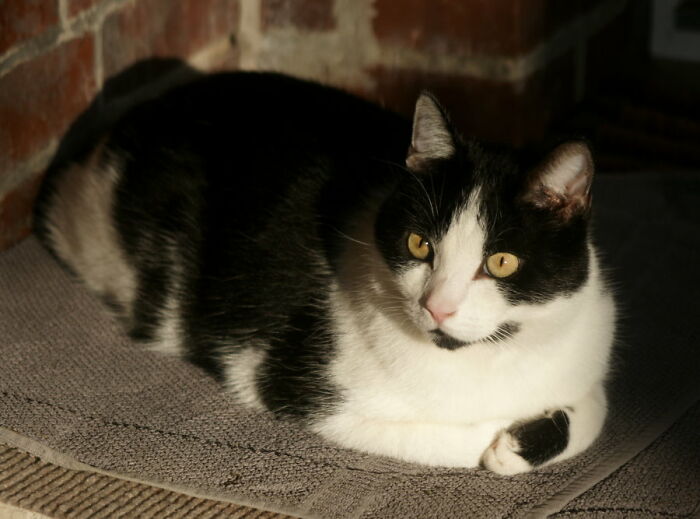 My Big And Shy Loaf Aari
