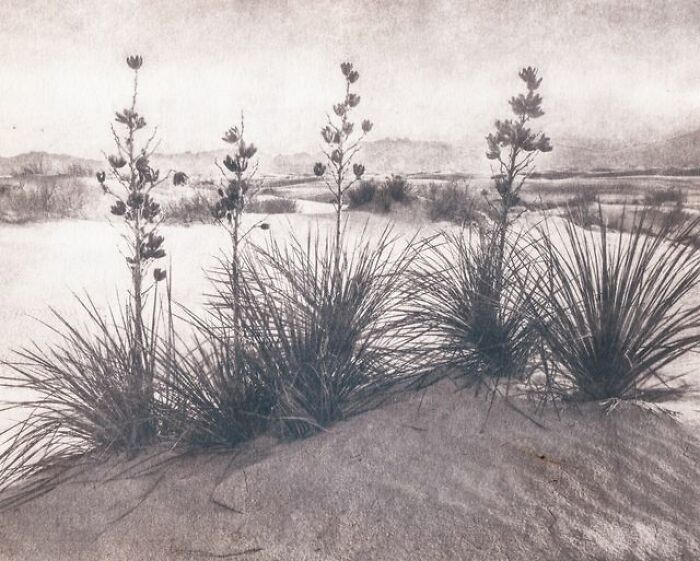 Cyanotype From Tracing Paper Negative Toned With Wine Tannin