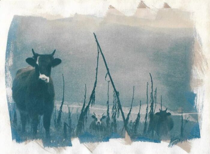 Cows. Duotone Cyanotype