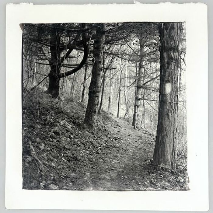 Bailey Ridge Trail (2022), A Platinum-Toned Kallitype Printed This Morning Onto Revere Platinum Paper