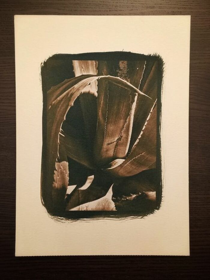 American Agave (This Is My First Tea Toned Cyanotype)