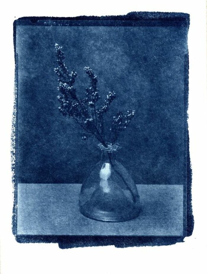 Bruyère, Cyanotype