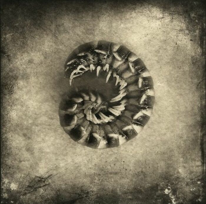 Palladium, Gampi Torinoko