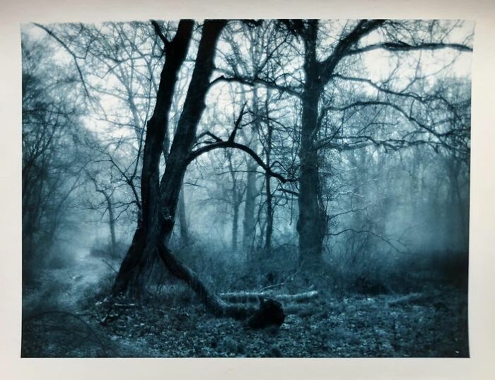 George School Woods: Iron Toned Silver Print