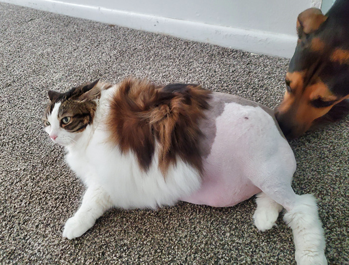 Cat Came Back From The Groomers Looking Like Elon Musk. Also, She Lost 4 Lbs