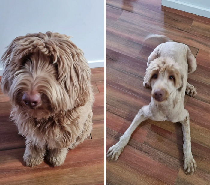 Our Poor Sadie. The Grooming Did Not Go Well, We Asked For A Little Shorter This Time But All She Was Left With Was The Mop On Top