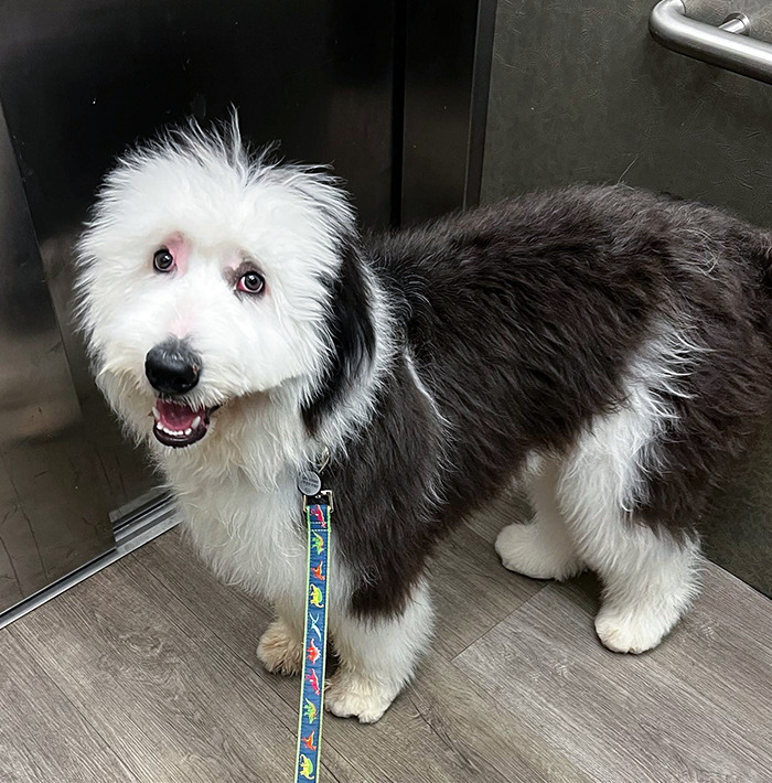 When The Groomer Shaves Off Your Eyelashes And Nothing Else