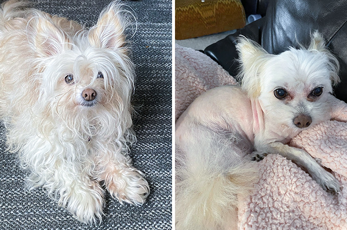 My Groomer Totally Messed My Baby Up