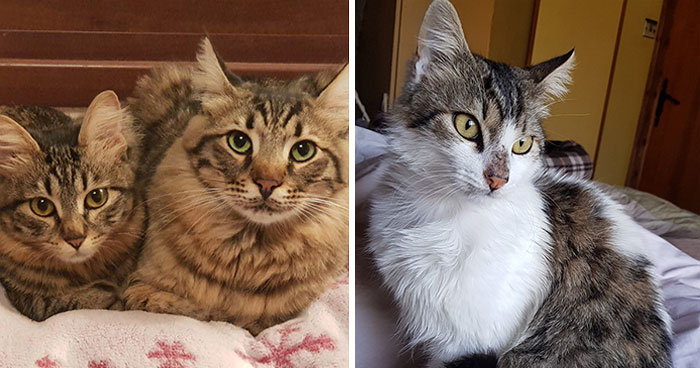 A Woman Who Selflessly Rescued Countless Animals In Cyprus Is In Urgent Need Of Help Herself