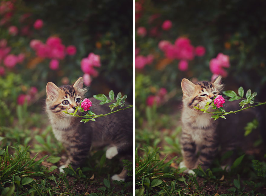 Here Are 11 Animals Sniffing Flowers To Help Brighten Your Day