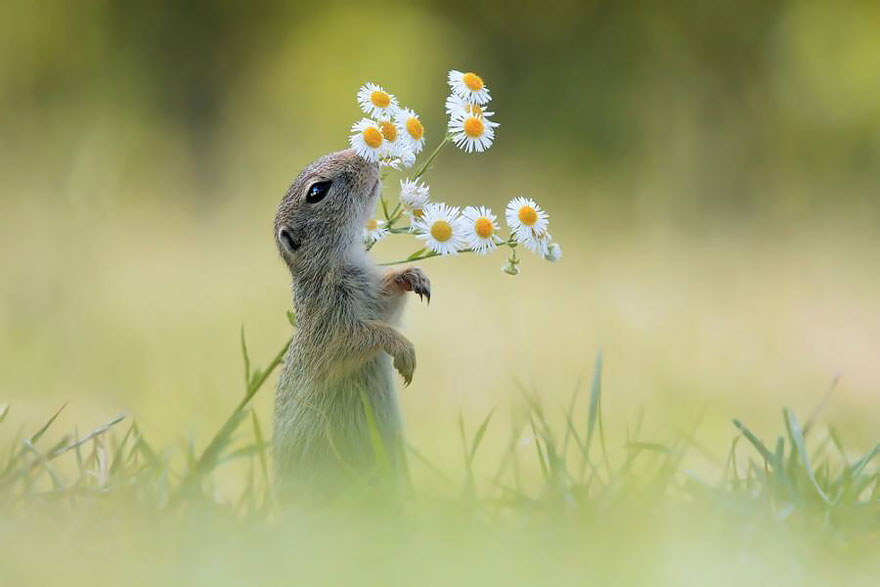 Here Are 11 Animals Sniffing Flowers To Help Brighten Your Day