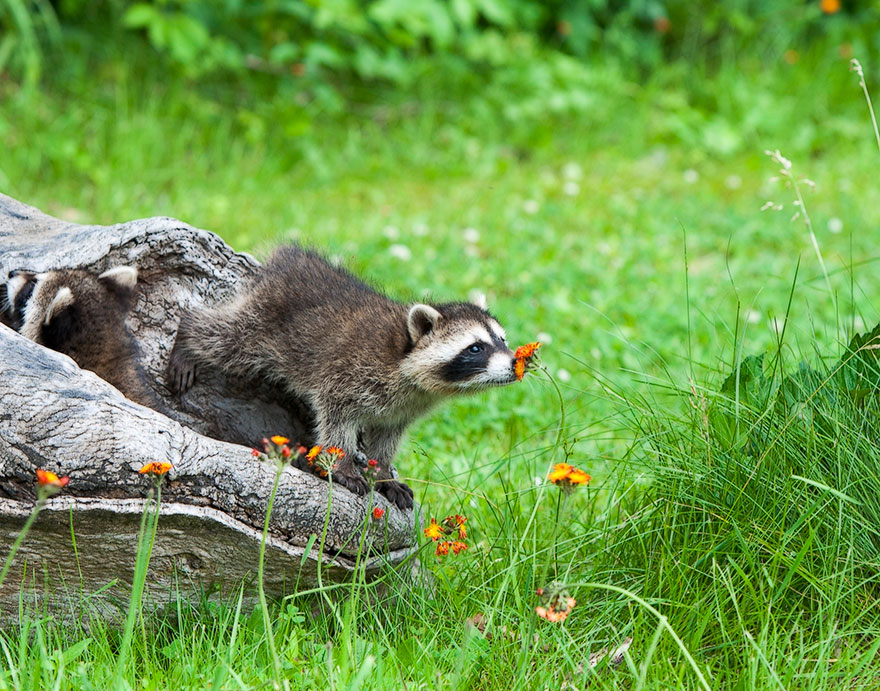 Here Are 11 Animals Sniffing Flowers To Help Brighten Your Day