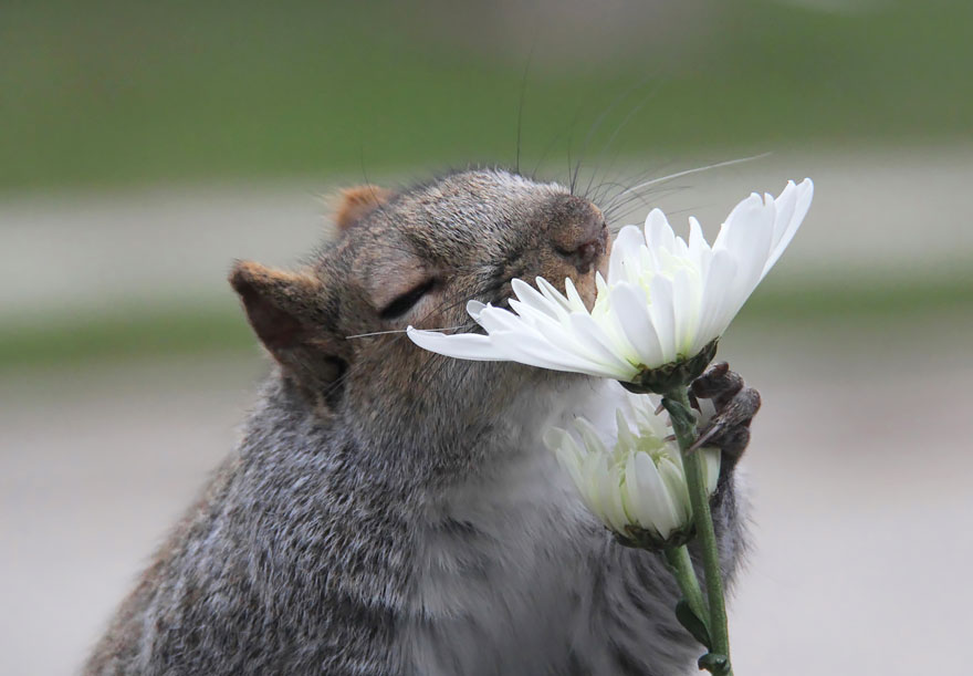 Here Are 11 Animals Sniffing Flowers To Help Brighten Your Day