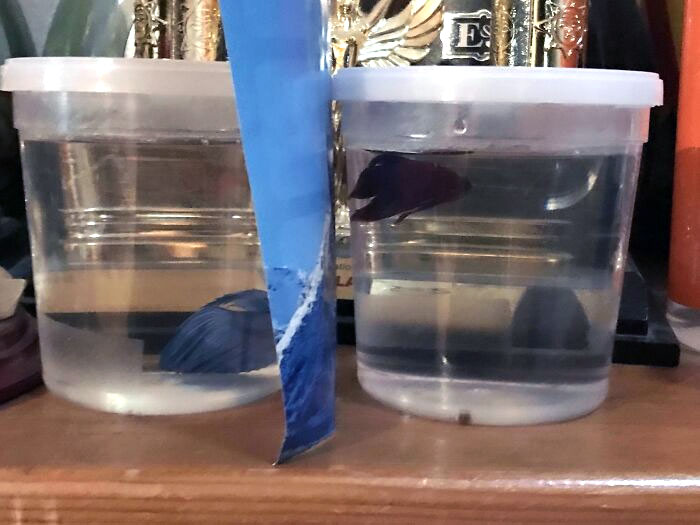 One Of My Uncle Bought These Fishes For One Of My Little Cousins. They Don't Own A Tank. They've Been Living Like This For About 8 Days Now