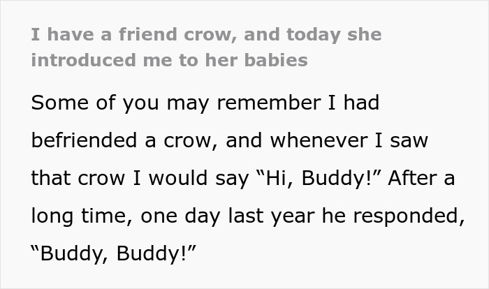 Woman Befriends Crow For Over 3 Years Until One Day She Brings Her Babies To Their Regular Hangout Woman Befriends Crow For Over 3 Years Until One Day She Brings Her Babies To Their Regular Hangout