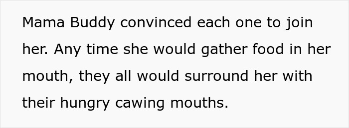 Woman Befriends Crow For Over 3 Years Until One Day She Brings Her Babies To Their Regular Hangout Woman Befriends Crow For Over 3 Years Until One Day She Brings Her Babies To Their Regular Hangout