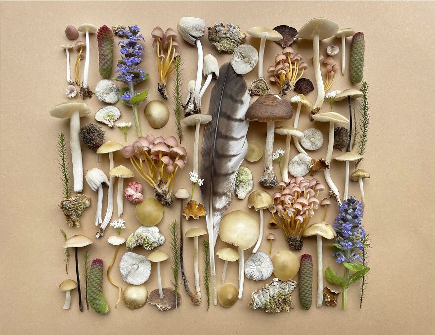 Celebrating Nature's Masterpiece: Stunning Mushroom Flatlays Curated Straight From The Woods By Moritz Schmid