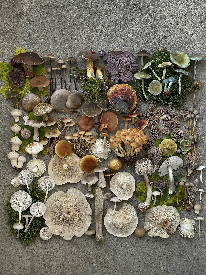 Celebrating Nature's Masterpiece: Stunning Mushroom Flatlays Curated Straight From The Woods By Moritz Schmid