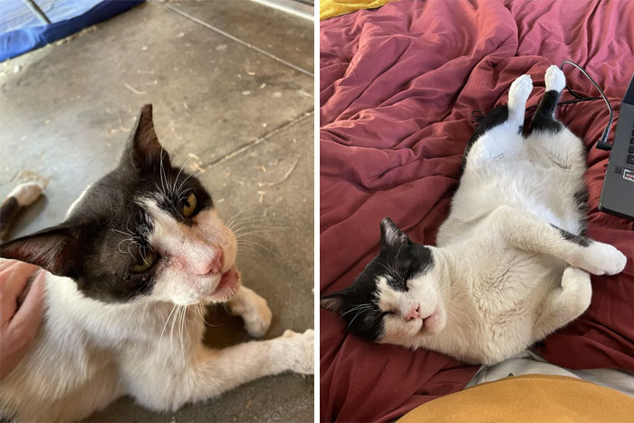 Encontré a este muchacho viviendo en mi cobertizo. Después de una cirugía dental muy necesaria y meses viviendo en el interior, es un hombre nuevo