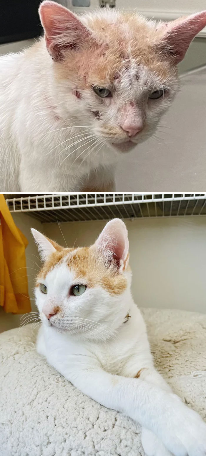 Galletita: lo mejor que he encontrado en una cadena de comida rápida