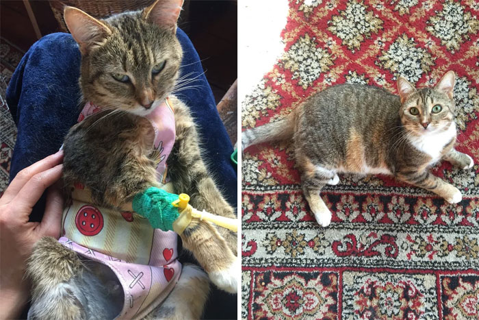 Bulka Cat. I Rescued Her In 2021 She Was Suffering From Frozen Pregnancy And Pyometra. When I First Saw Her She Was Dieing. The Vet Gave Her 1 Percent From 100 To Survive But She Was A Fighter