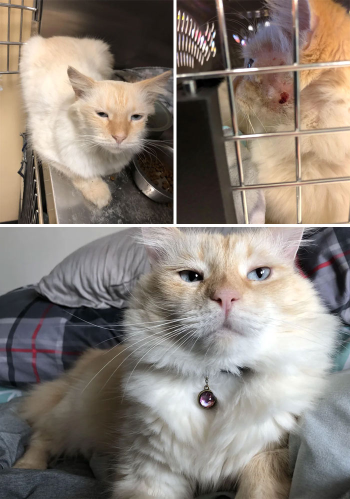 Lucian Was Attacked By A Dog Before I Adopted Him