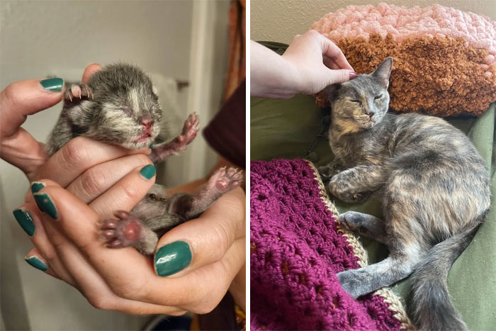 Meet Trinket, I Got Her To Foster The Day She Was Born, I Officially Adopted Her At 8 Weeks. My First Foster Fail, And The Biggest Grouch. I Love Her More Than Anything