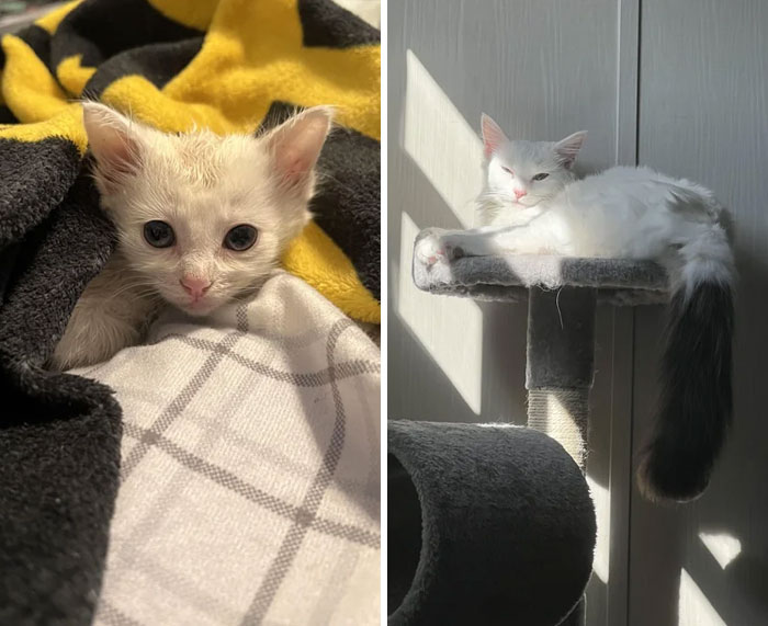 Pasó de ser una huérfana aterrorizada a una reina esponjosa en un año