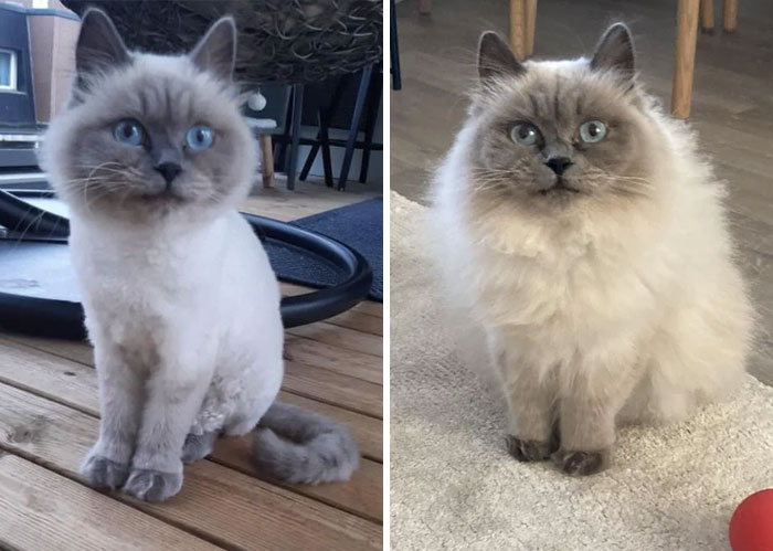 Believe Me, It’s The Same Cat!