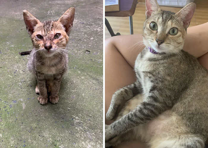 Gigi After A Year In My Care. I Found Her On The Street Last Year And Decided To Rescue And Adopt Her