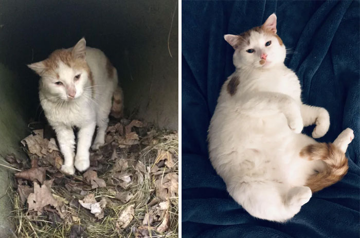 Charlie Pippo. Spotted Him While Pulled Over In The Country On A Trip To Wisc. Brought Him Home. After A Month Of Projectile Diarrhea, We Solved His Problems And Now He’s Our Best Buddy