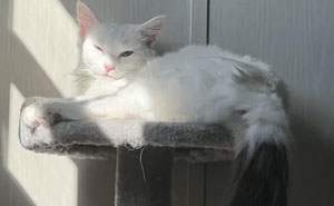 20 Conmovedoras fotos de gatos antes y después de ser adoptados