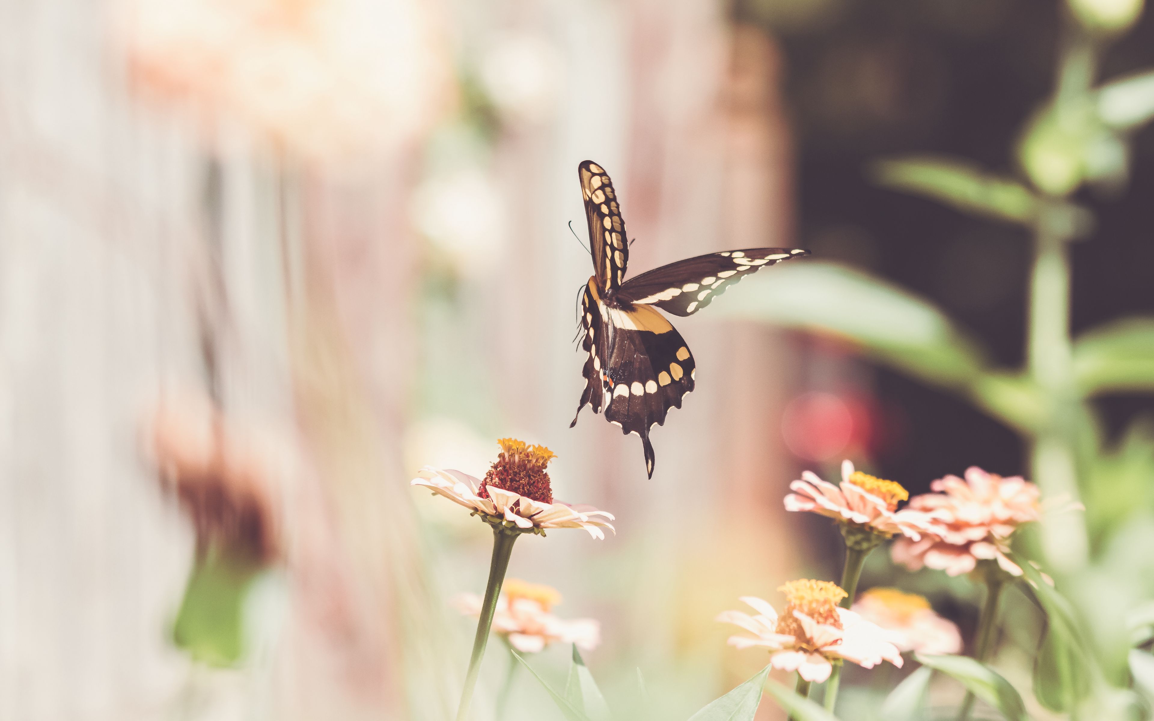 Beautiful Meadow