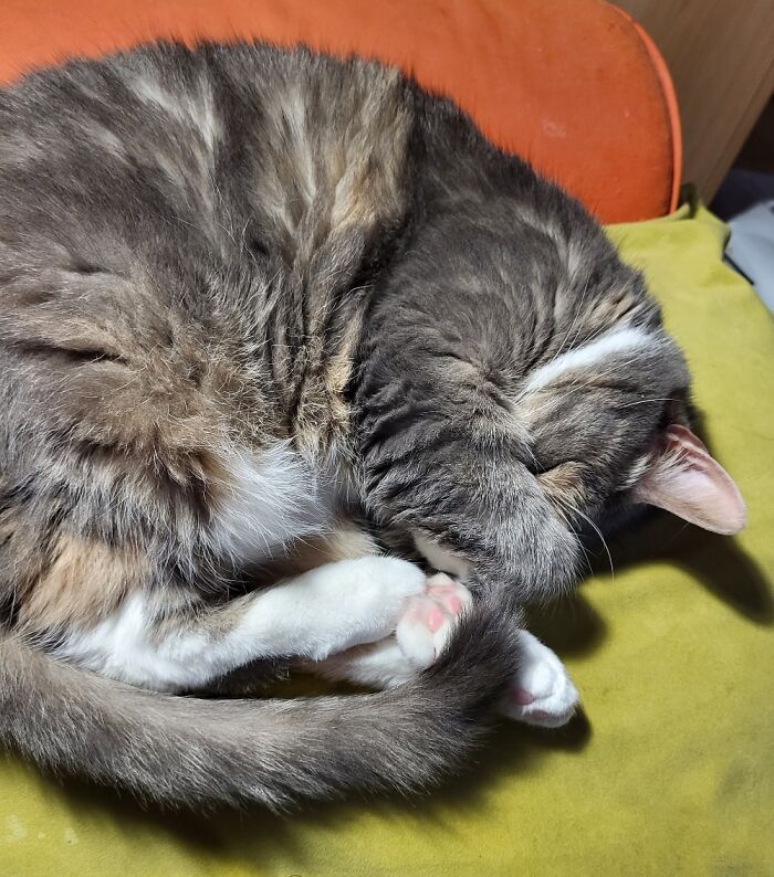 This Is Sally. She Doesn't Like Other Cats. In My House, She Rules