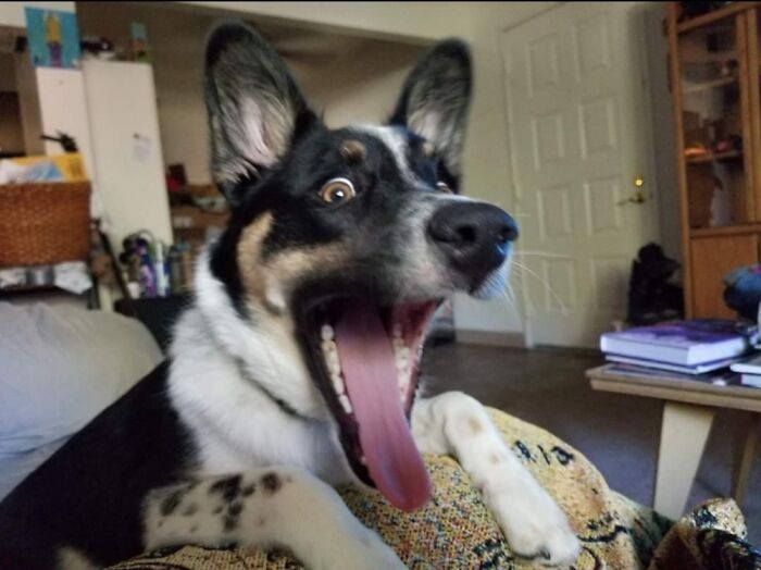 Beautiful Action Shot Of My Rescue. Named Blue From The Pokemon Game. 🤓 Heeler Corgi Mix