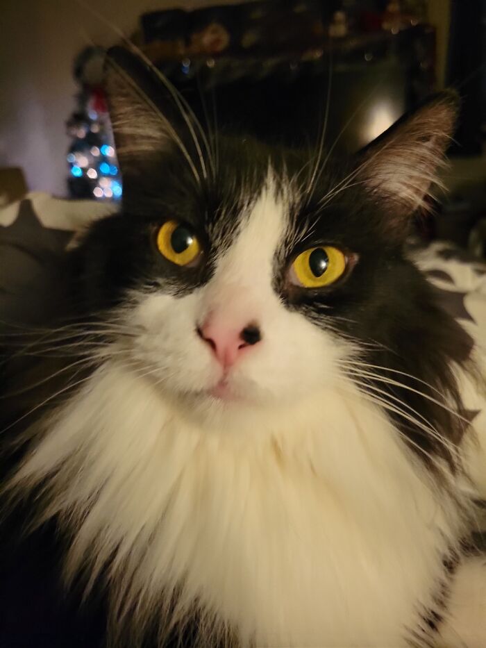 Extra Handsome Floof!