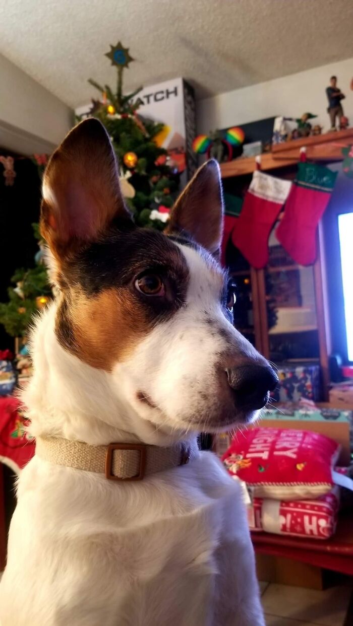 My Esa Drake Nathan (From Uncharted) Sadly Lost Him In April 22. Still Heartbroken To This Day