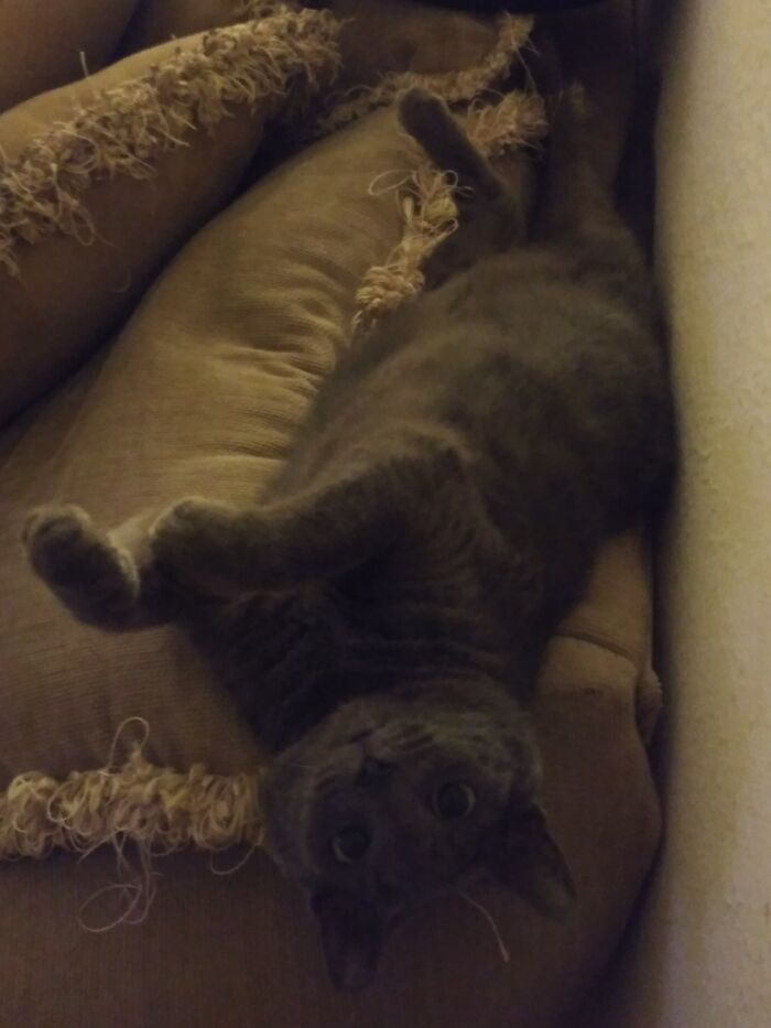 She Was Daring Me To Pet Her Belly, But I Saw The Crazy Eyes