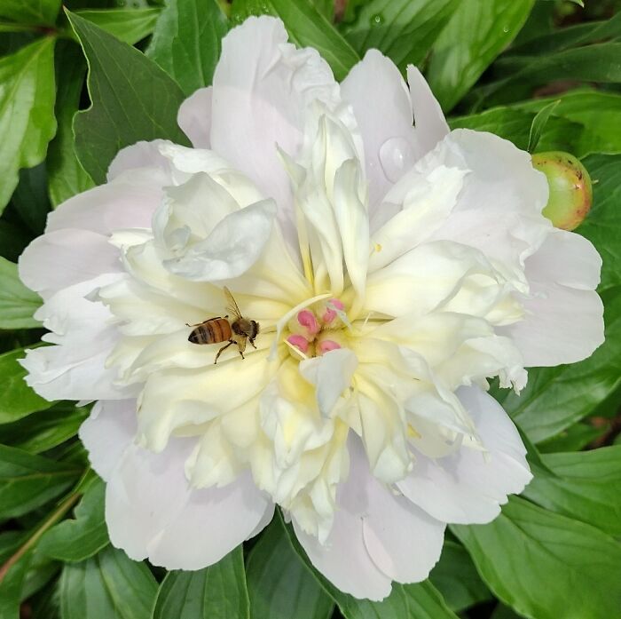 Peony With Our Little Honeybee Helper