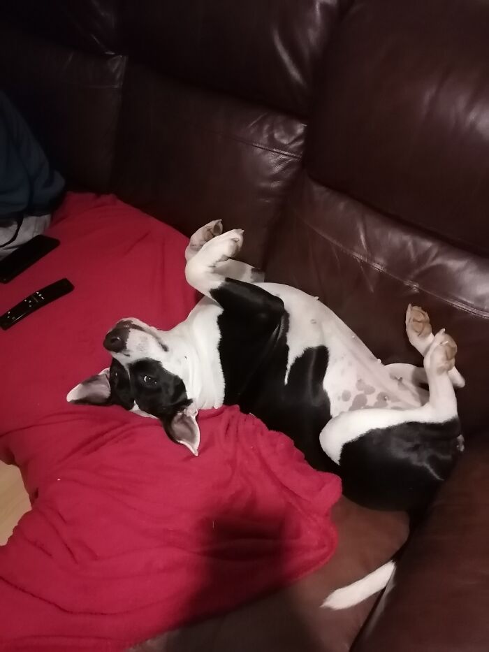 Willow, Adopted Covid Baby. Enjoys Making Her Owners Laugh On A Daily Basis