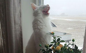 Hay un grupo donde la gente comparte fotos de gatos maullando tan alto que casi puedes oír las imágenes