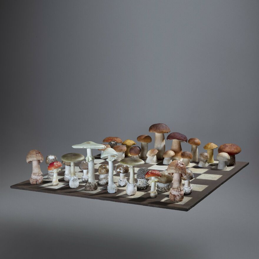 Celebrating Nature's Masterpiece: Stunning Mushroom Flatlays Curated Straight From The Woods By Moritz Schmid