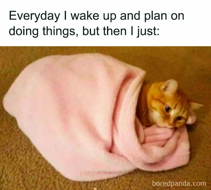 A cat wrapped in a pink blanket, with a funny meme caption about procrastination, representing funny jokes and humor.