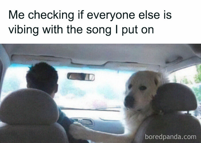 Dog amusingly checks if passengers enjoy the music while riding in a car, illustrating a funny meme.