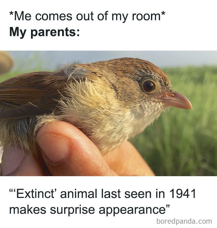 Small bird held gently in hand with caption about introvert parents reacting like an extinct animal sighting meme.