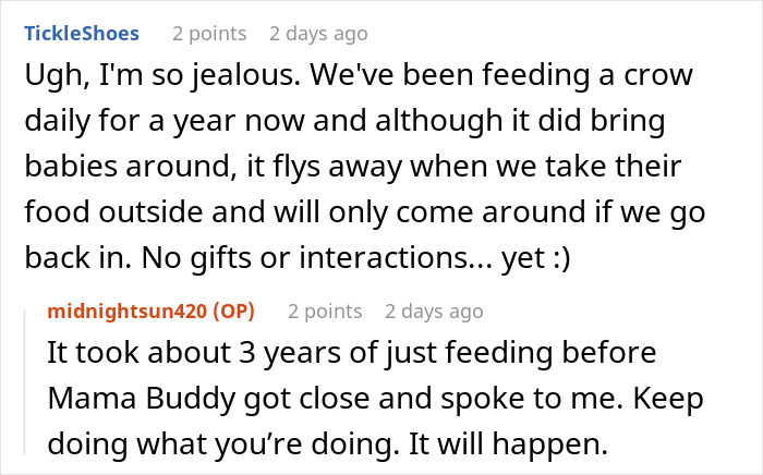 Woman Befriends Crow For Over 3 Years Until One Day She Brings Her Babies To Their Regular Hangout Woman Befriends Crow For Over 3 Years Until One Day She Brings Her Babies To Their Regular Hangout