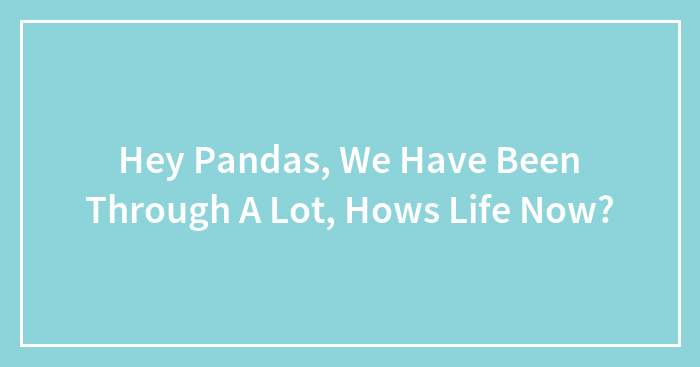 Hey Pandas, We Have Been Through A Lot, Hows Life Now?