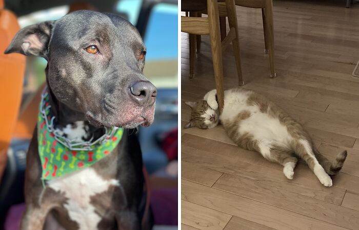 Hey Pandas, Post A Pic Of Your Rescue Or Disabled Animal (Closed)