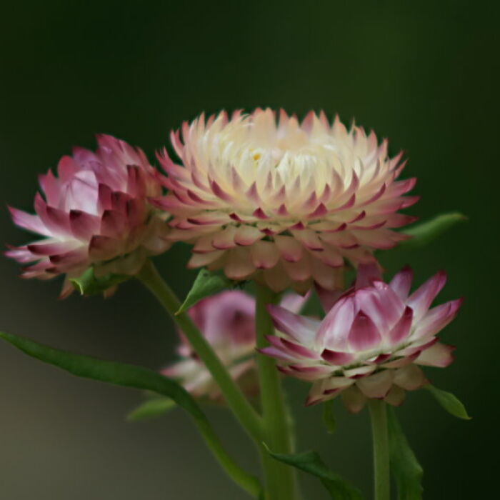 Hey Pandas, Share A Picture Of Your Plants (Closed)