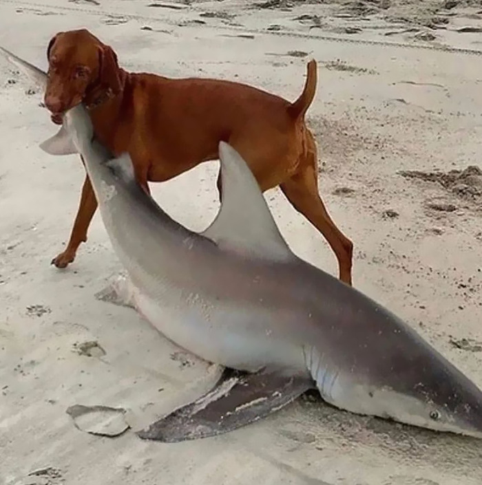 Cursed meme featuring a dog standing on a beach holding a shark in its mouth.